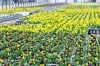 鴻巣市花組合 花苗各種 ふるさと納税で日本を元気に 鴻巣市 こうのす広場 鴻巣市