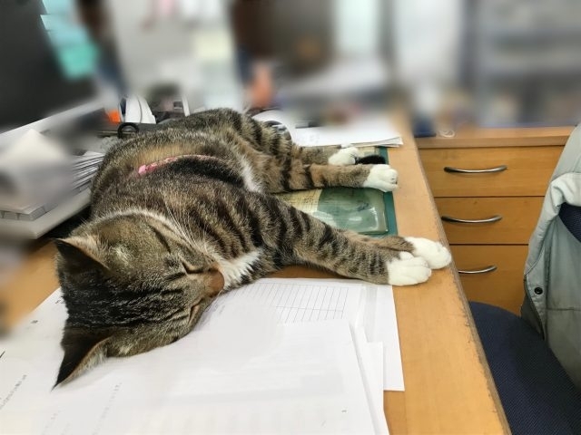 「社長の机で寝るクルミ」