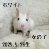 「デグーの赤ちゃんが生まれました💓　女の子編」