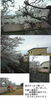 「桜はすっかり散ってしまいました。」