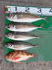 「4月10日の釣果その1」