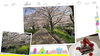 「桜と菜の花」