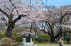 「【水沢公園】そろそろ見頃？」