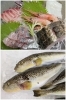 今朝獲れの旬魚と、プリプリの絶品ふぐ。「ぎょぎょ」