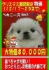 「クリスマス期間限定特価★仔犬情報★　」