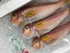 「魚魚市場鮮魚コーナーおすすめは「コウイカ・ゴマサバ」です♪」