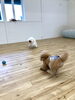 追いかけっこ中〜「ましゅまろ幼稚園　^ - ^」