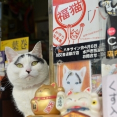 招き猫のいる店【糸久たばこ店】