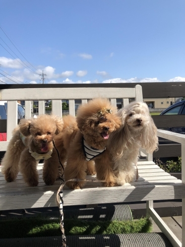 「ましゅまろ幼稚園&予約状況」