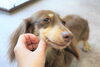 「ミニチュアダックス専門犬舎」