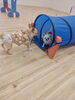 米ちゃんとおもち　じゃれっこ中〜♡「ましゅまろ幼稚園　（＾ν＾）」