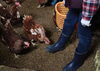 人懐っこい子がツンツンしてきました♪可愛い♪「飯豊町でニワトリを平飼いされている田中さんの鶏舎を取材してきました♪」