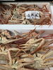 ズワイガニ「鮮魚入荷致しました」