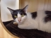 はんぺん「つみれ２歳とはんぺん５歳【静岡市　葵区　猫カフェ　保護猫　里親募集】」