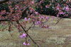 「引揚記念公園の八重桜情報！」