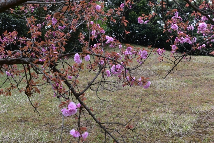 「引揚記念公園の八重桜情報！」