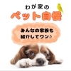 わが家の可愛いペット自慢