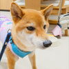 まるちゃん「今日のお友達」