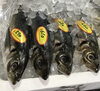 「魚魚市場鮮魚コーナーおすすめは「沖イサキ」です♪」
