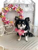 いずるくん「わんこと秋桜　」