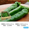 「今年のお中元は“舞鶴の味”を！【第二弾】「嵯峨根農園」万願寺とうがらし・トマトセット🫑🍅 ⁡」