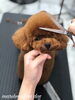 「秋のオプションキャンペーン　（＾ν＾）」