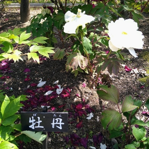 堀切菖蒲園「堀切菖蒲園まだ静か！★英会話と体操のコラボ教室（堀切、お花茶屋、綾瀬、亀有、小菅）」