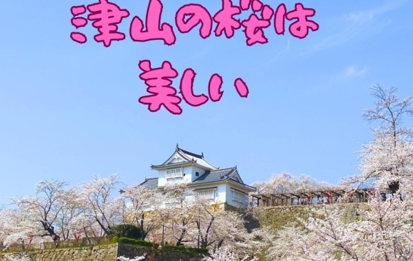 津山の桜は美しい！