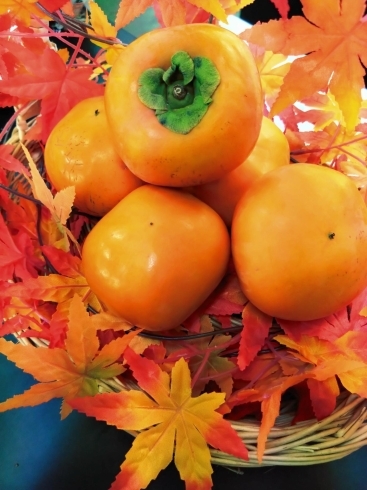 新秋柿「【2022年】果物の秋…梨、柿、りんご、ぶどう、いちじく」