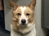 看板犬のサクが今日も元気にお出迎え。「小柳電機商事 株式会社」