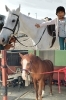 「犬山乗馬クラブ」