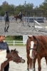 「犬山乗馬クラブ」