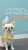わんちゃんにとっての心地よさを追求「MAHANA Dog Salon」