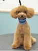 トリミングがわんちゃんの癒しの時間に「MAHANA Dog Salon」