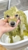 施術中は気持ちよくてうっとりした表情に「MAHANA Dog Salon」