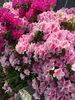 「花は咲く・・・」