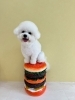 トリミング後のかわいいお写真をパチリ♪「DogsalonSUNNY」