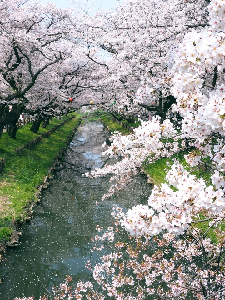 埼玉県川越市にある新河岸川（しんがしがわ）の桜の紹介。お花見スポット・開花時期・駐車場情報・アクセス。