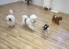 みんなで走ります💨「ましゅまろ幼稚園🐾」