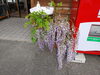 藤の花も残りわずかですね。「今週のうどん」