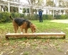 「珊瑚ちゃん、警察犬目指してトレーニング中！」