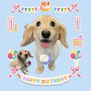 「Dog salon mofu mofu　余市町」