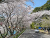桜ロード「和歌山の桜スポット！「七川ダム」」
