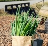 お鍋や薬味にも！たっぷり入ってお買い得なネギ。「とっとこ村」