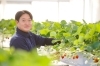 代表の川村さん。心を込めていちごをおつくりしています。「K-FARM いちごハウス」