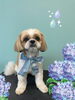 「Dog salon mofu mofu　余市町」