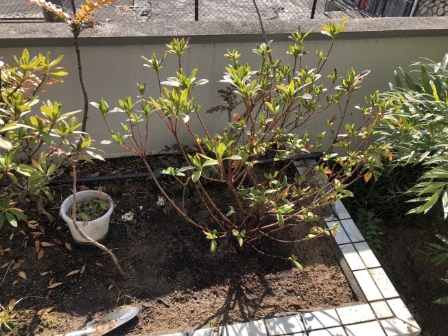 「神戸市灘区で木の植え付けをしました！」