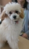 「しつけ・飼い方相談会にお越しくださりありがとうございました☆」