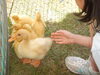 「強風動物園」
