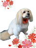 「Dog salon mofu mofu　余市町」